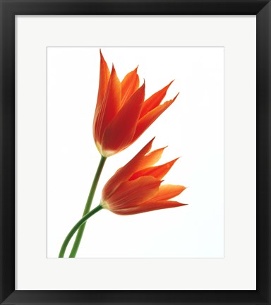 Framed Pair of Orange Flowers Print