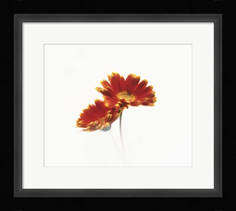 Framed Two flowers head against white background Print