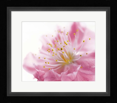Framed Pink Flower Print
