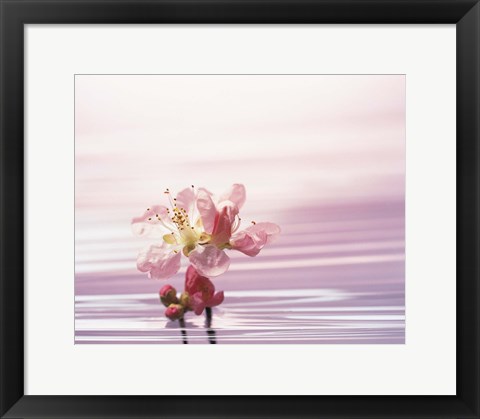 Framed Flower with Water Background Print