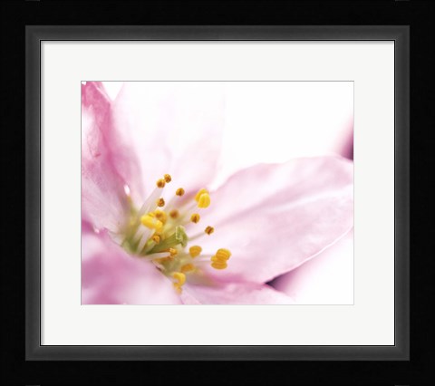 Framed Extreme close up of cherry blossom Print