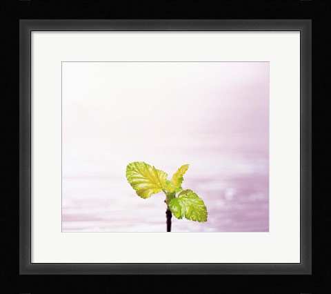 Framed Droplet on plant leaf, close up Print