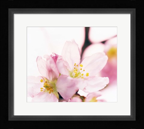 Framed Close up of cherry blossom Print