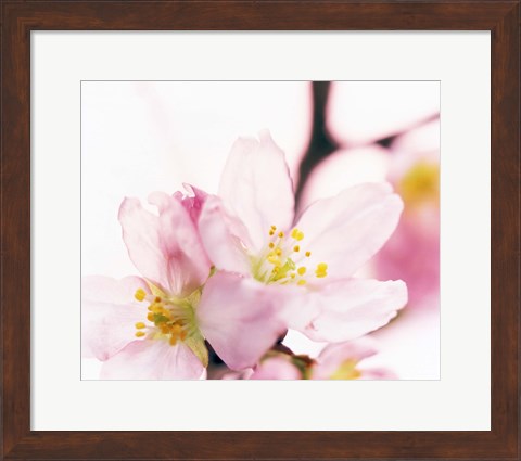 Framed Close up of cherry blossom Print