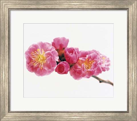 Framed Close up of a Cherry blossom Print
