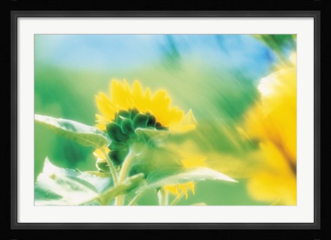 Framed Soft focus of yellow flower, blurred motion Print