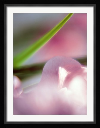 Framed Purple Flower and green leaf Print