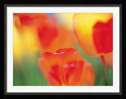 Framed Tulip Flowers Print