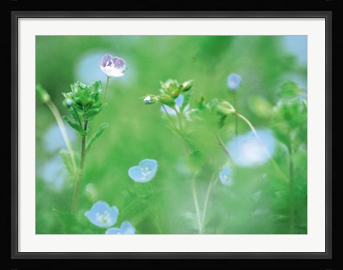 Framed Wildflowers Print