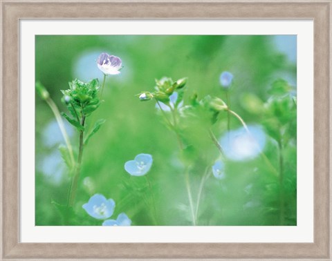Framed Wildflowers Print