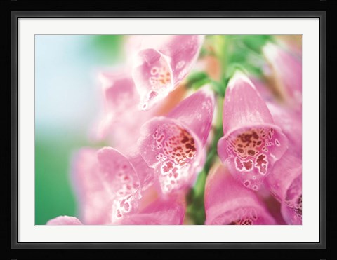Framed Group of flower head Print