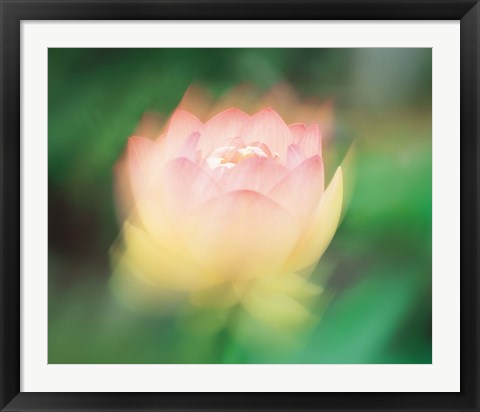 Framed Lotus, Blurred Motion Print