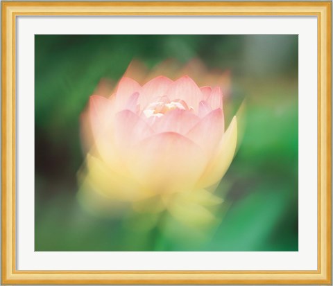 Framed Lotus, Blurred Motion Print