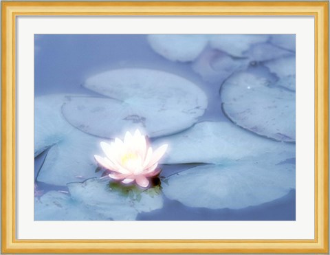 Framed Pink Flower in Pond, Lotus Print