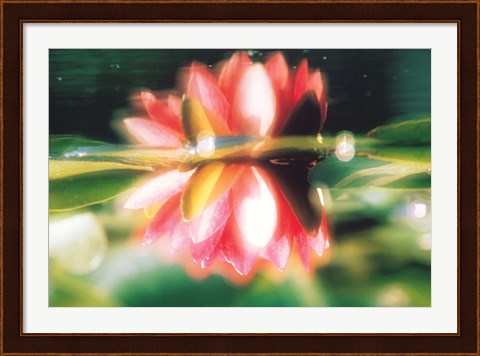 Framed Reflection of Flower in Pond, Lotus Print
