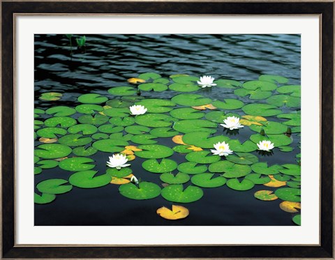 Framed Lily pads with water lily Print