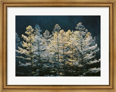 Framed Forest trees with sunlight at sunrise Print