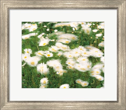 Framed Daisy flowers with blur motion Print