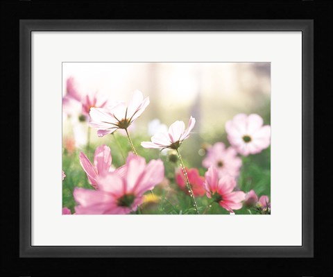 Framed Pink flowers in meadow Print