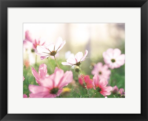 Framed Pink flowers in meadow Print