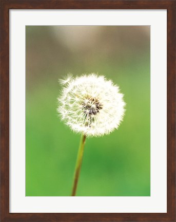 Framed Dandelion seeds, close-up view Print