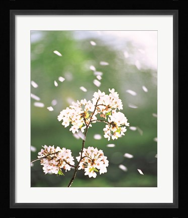 Framed Flower petals floating in air Print
