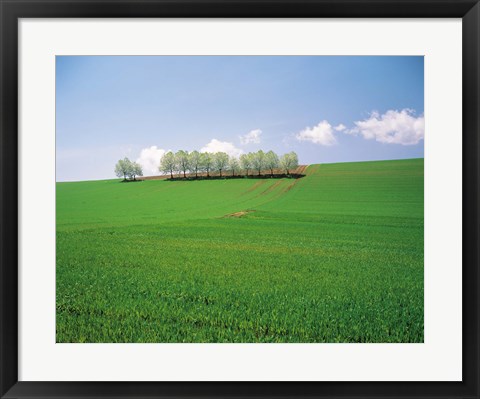 Framed Trees lined in crop field with sky and clouds in background Print