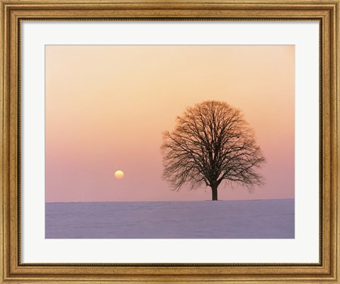 Framed Sunset view of single bare tree Print