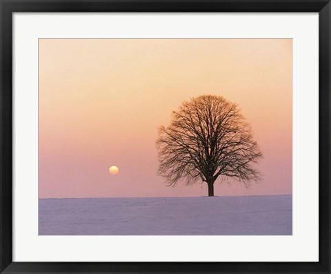 Framed Sunset view of single bare tree Print
