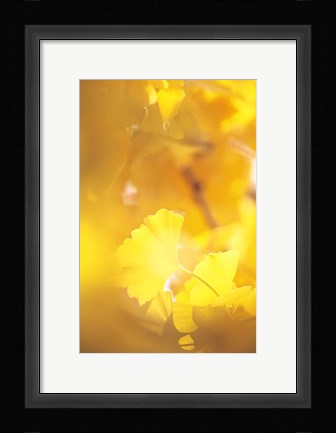 Framed Yellow Leaves, Autumn, Backlit Print