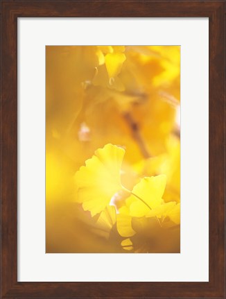 Framed Yellow Leaves, Autumn, Backlit Print