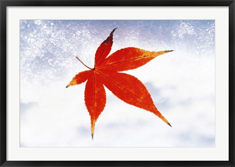 Framed Red Maple Leaf against White Background Print