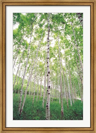 Framed Aspen Trees, View From Below (vertical) Print
