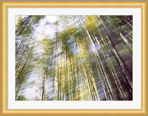 Framed Sunlight in Bamboo Forest Print