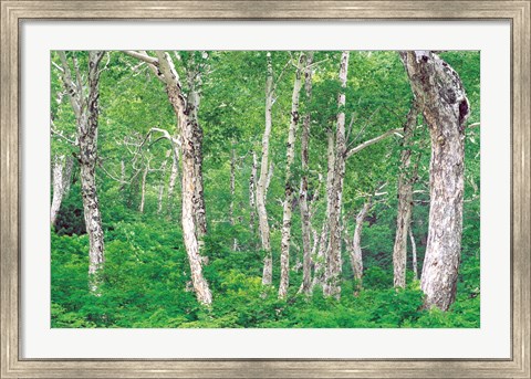 Framed Lush Forest Print