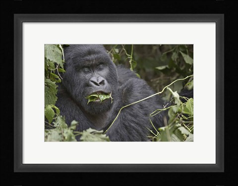 Framed Close-up of a Mountain gorilla (Gorilla beringei beringei) eating leaf, Rwanda Print