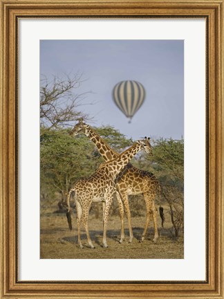 Framed Two Masai giraffes (Giraffa camelopardalis tippelskirchi) and a hot air balloon, Tanzania Print