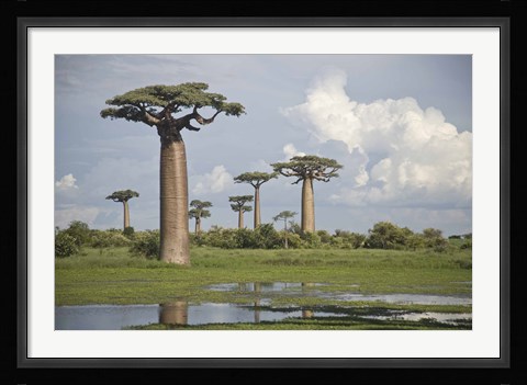Framed Baobab trees (Adansonia digitata) at the Avenue of the Baobabs, Morondava, Madagascar Print