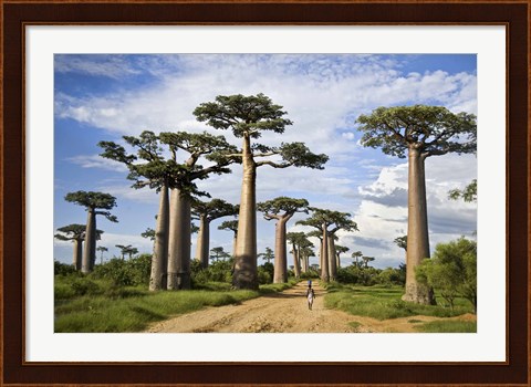 Framed Woman Walking between Baobab Trees, Avenue of the Baobabs, Morondava, Madagascar Print