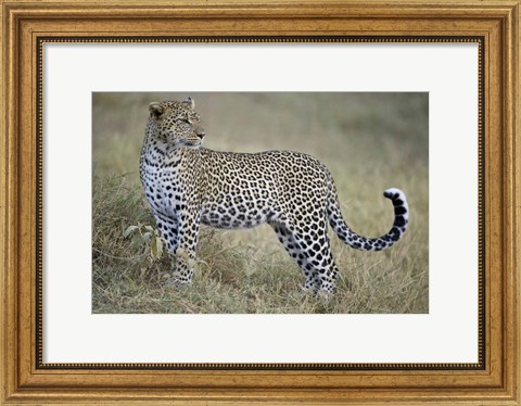 Framed Close-up of a leopard (Panthera pardus) in a forest, Tanzania Print