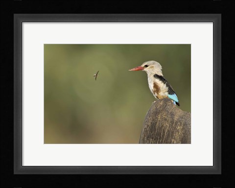 Framed Close-up of a Grey-Headed kingfisher (Halcyon leucocephala) and a bee, Kenya Print