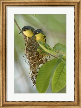 Framed Close-up of two Common Tody-Flycatchers (Todirostrum cinereum), Brazil Print