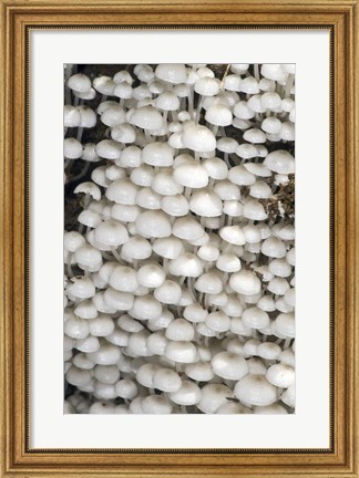 Framed Close-up of mushrooms, Madagascar Print