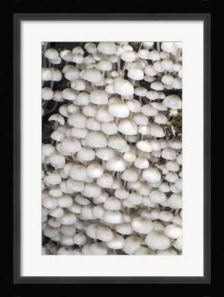 Framed Close-up of mushrooms, Madagascar Print