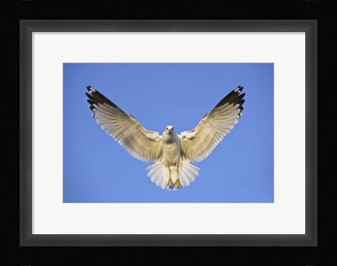 Framed Ring Billed Gull (Larus delawarensis) in flight, California, USA Print