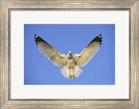 Framed Ring Billed Gull (Larus delawarensis) in flight, California, USA Print