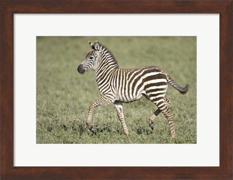Framed Burchell&#39;s zebra (Equus quagga burchellii) colt walking, Tanzania Print