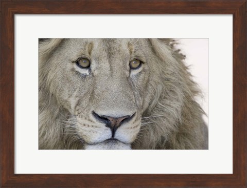 Framed Close-up of a male lion (Panthera leo), Tanzania Print