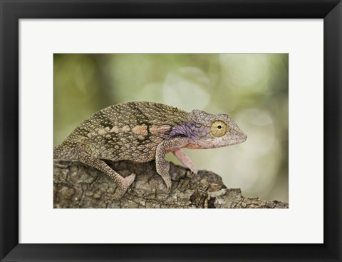 Framed Close-up of a chameleon on a branch, Madagascar Print