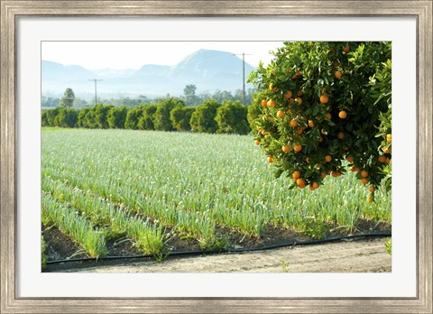 Framed Oranges on a tree with onions crop in the background, California, USA Print